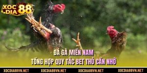 Đá Gà Miền Nam - Tổng Hợp Quy Tắc Bet Thủ Cần Nhớ