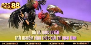 Đá Gà Trực Tuyến - Trải Nghiệm Hình Thức Giải Trí Kịch Tính