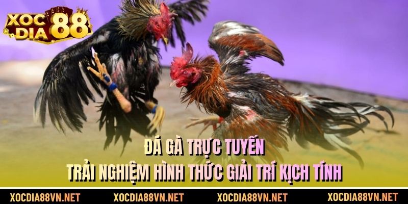 Đá Gà Trực Tuyến - Trải Nghiệm Hình Thức Giải Trí Kịch Tính