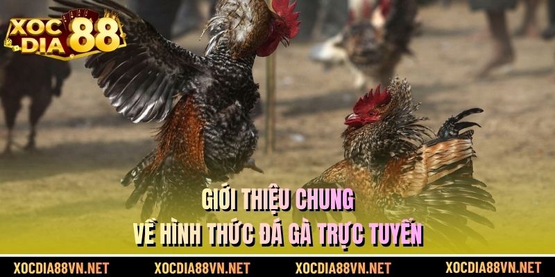 Giới thiệu chung về hình thức đá gà trực tuyến