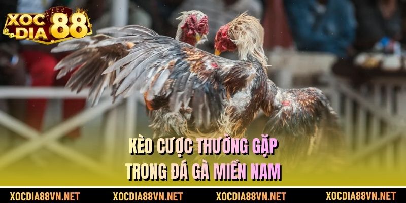 Kèo cược thường gặp trong đá gà miền Nam